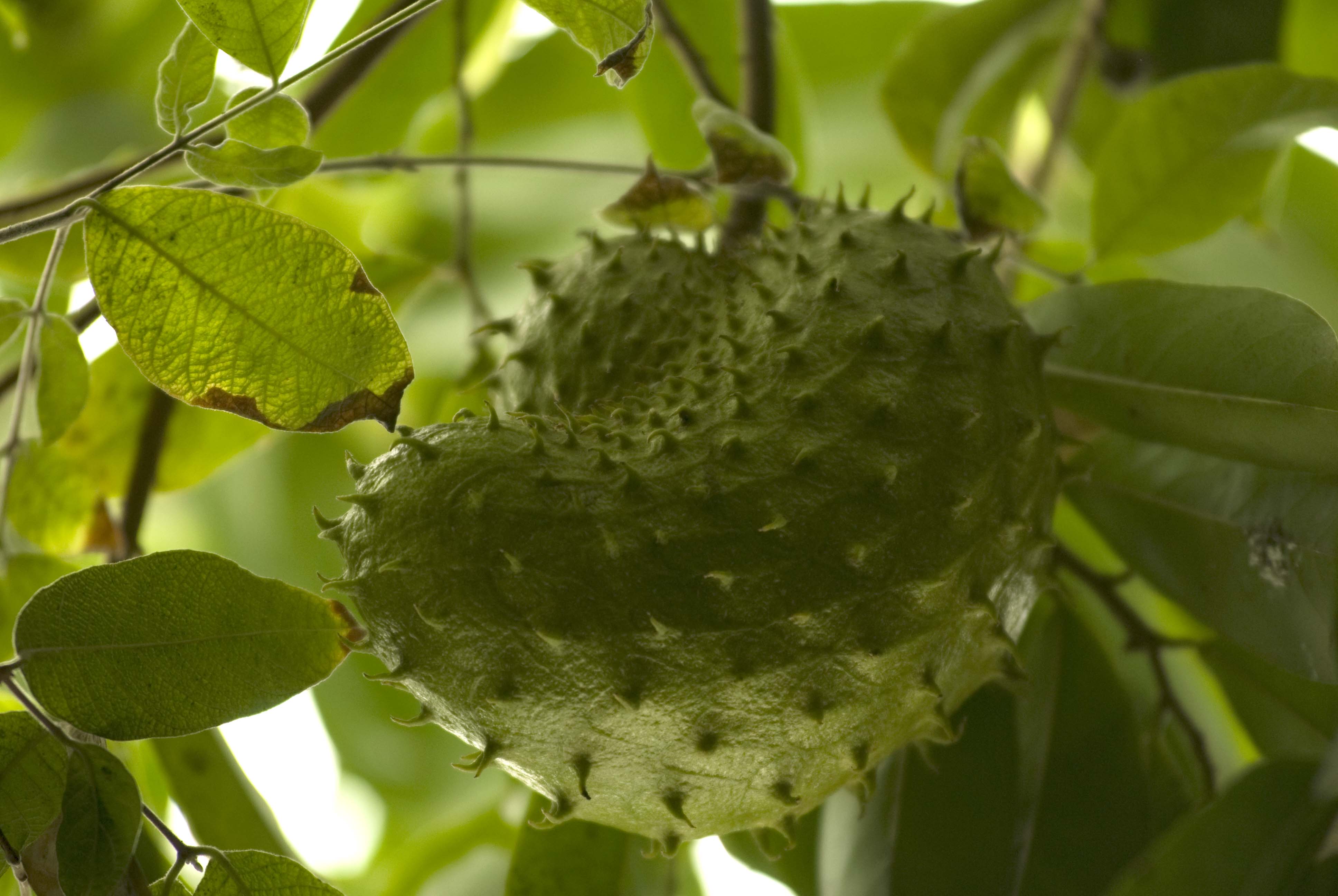 Efectos Anticancerígenos de la semilla de guanábana y flor de Jamaica