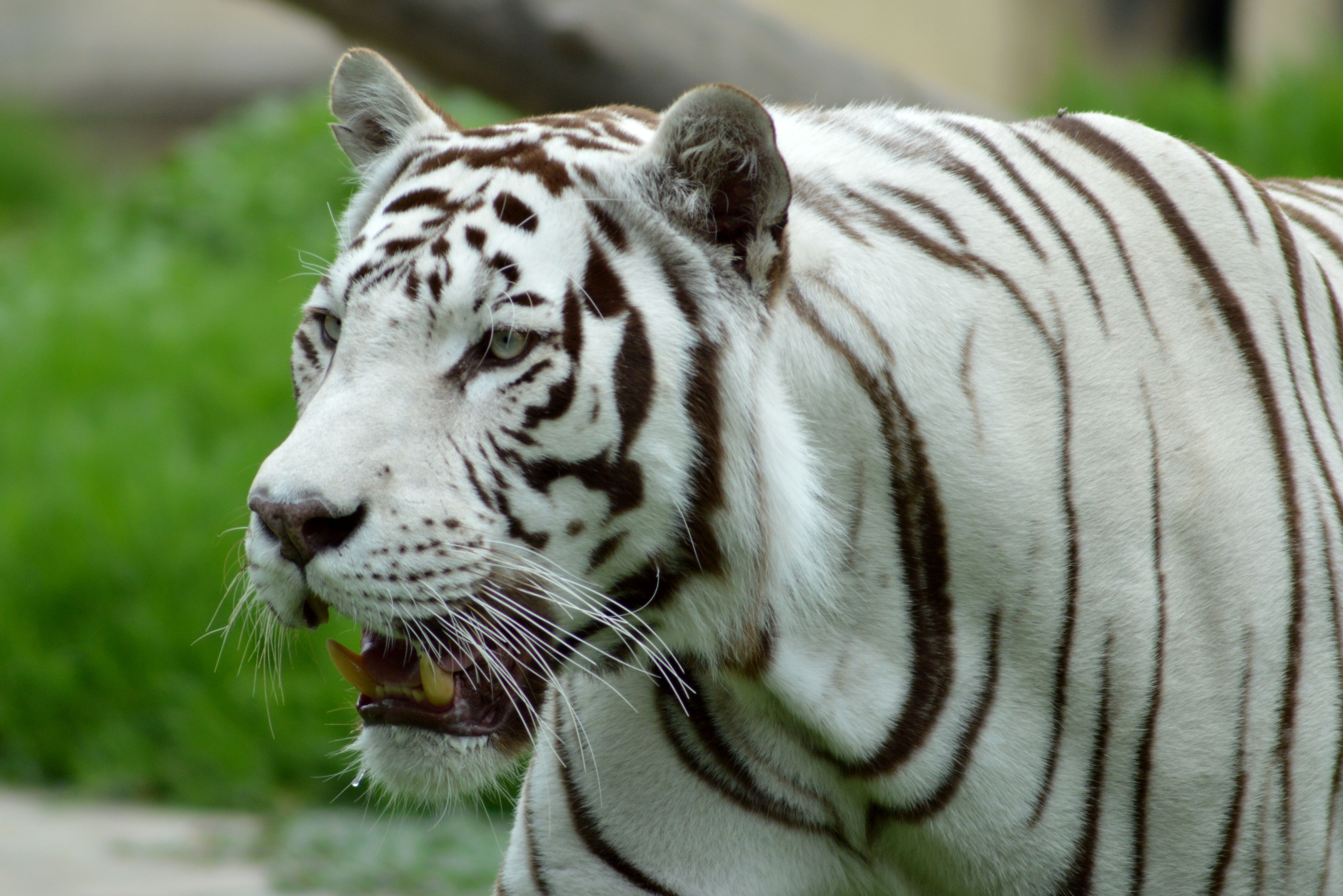 Con casi 3.000 tigres, la India duplica ejemplares de esta especie en peligro