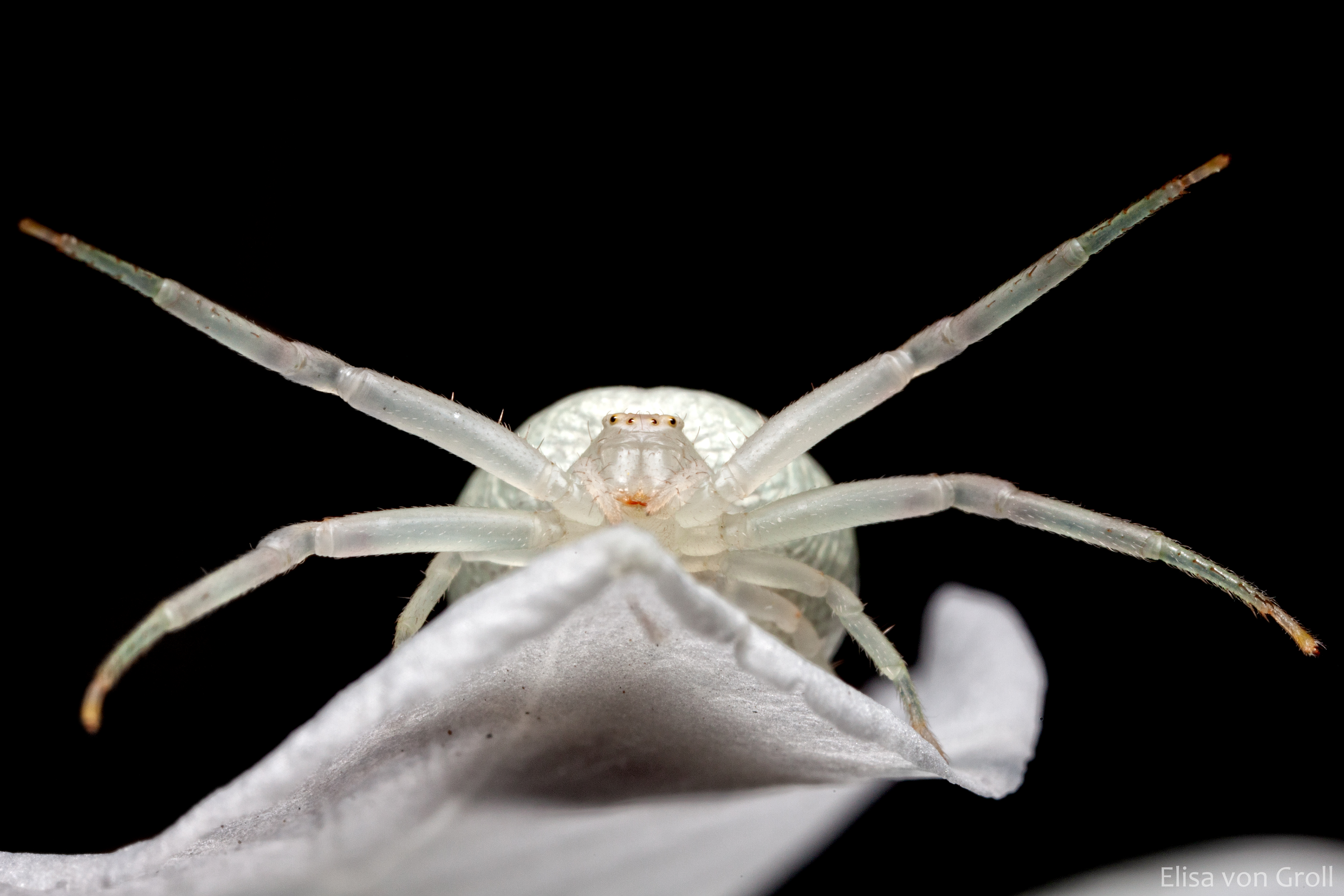 Científicos chinos descubren ancestro más antiguo de araña y escorpión