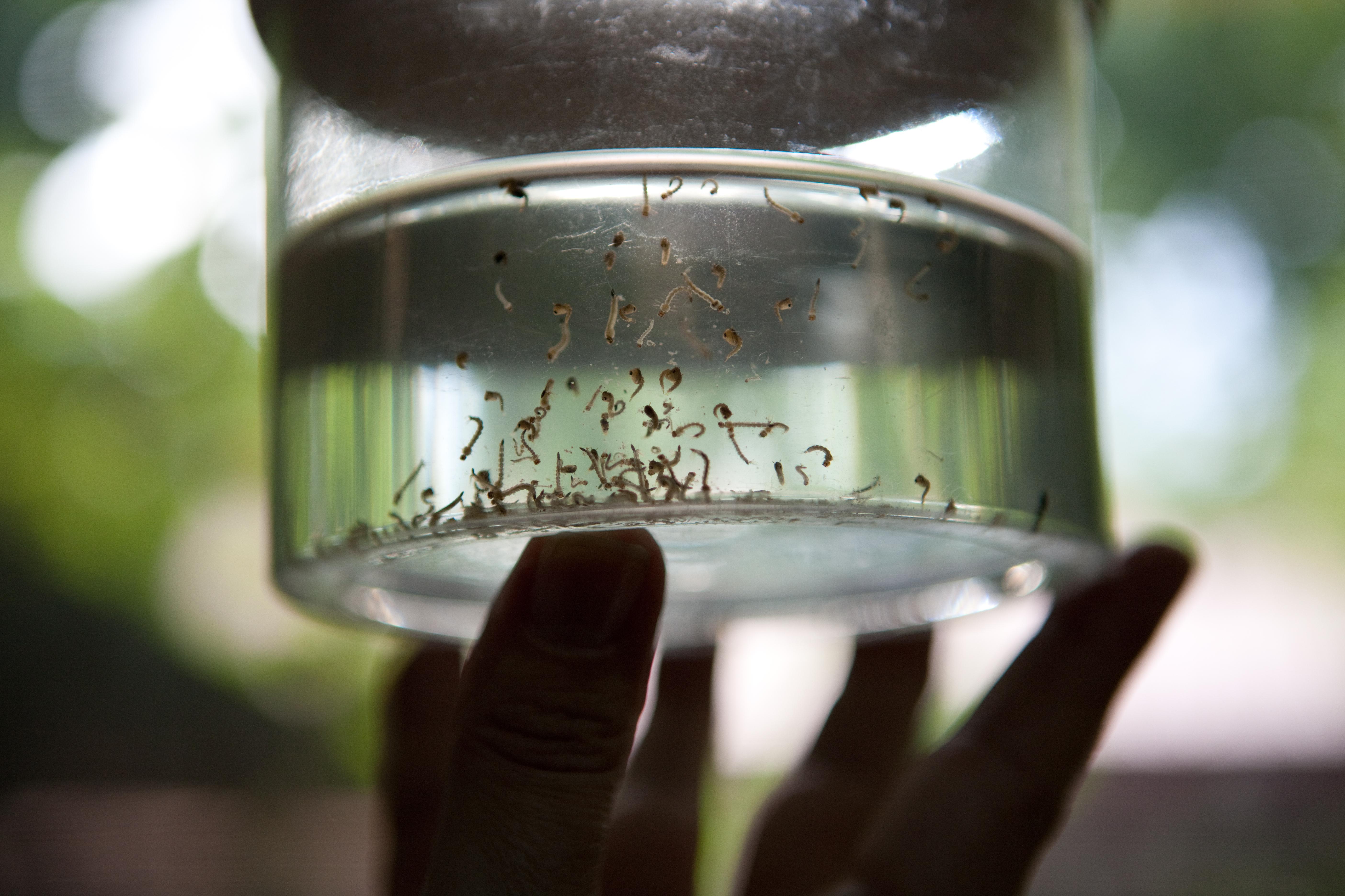 Científicos chinos sugieren nuevo método de control para virus del dengue