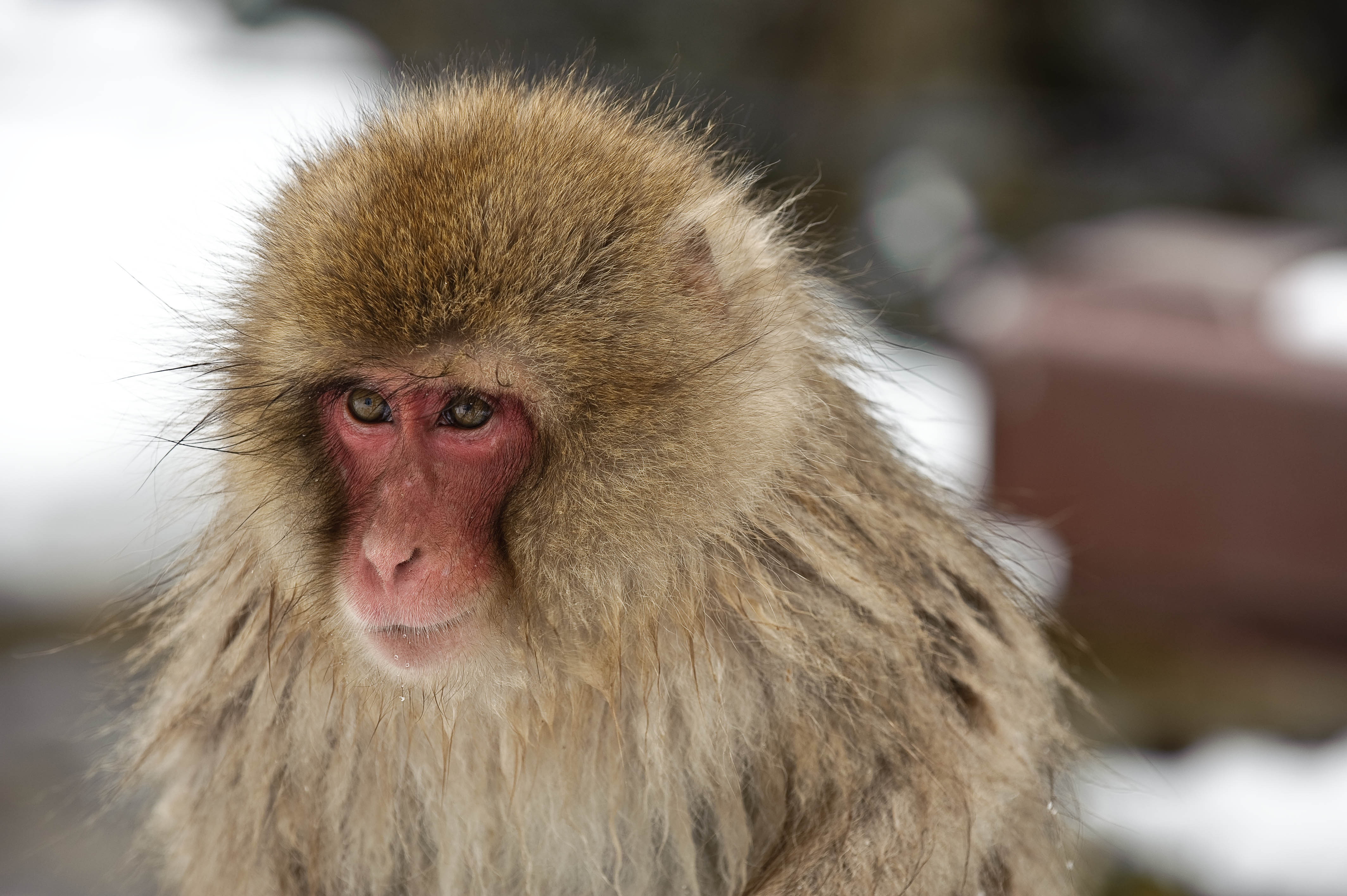 Monos se volvieron inmunes tras inocularles virus del Ébola con mutación