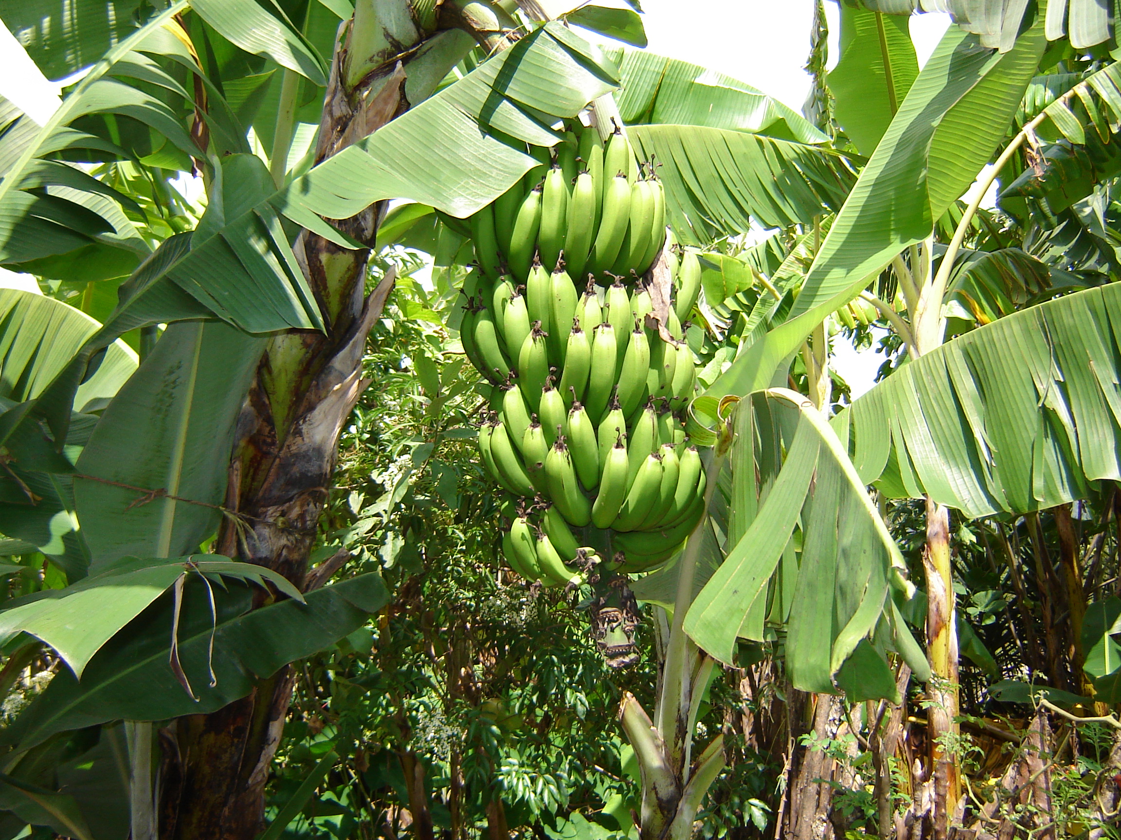 Alertan del impacto que la crisis climática tendrá en la industria bananera