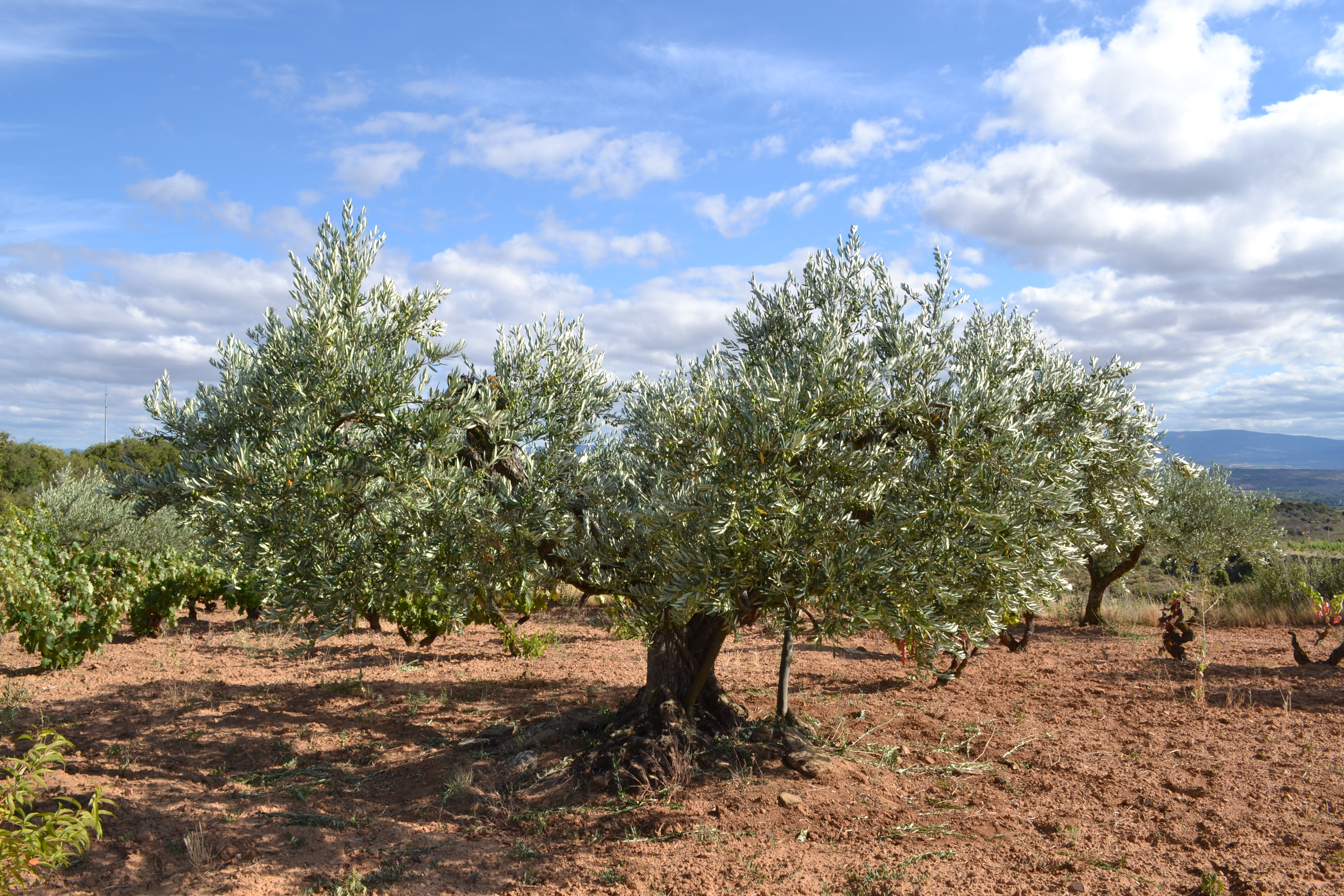 La bacteria «asesina de olivos» llega una plantación en Francia