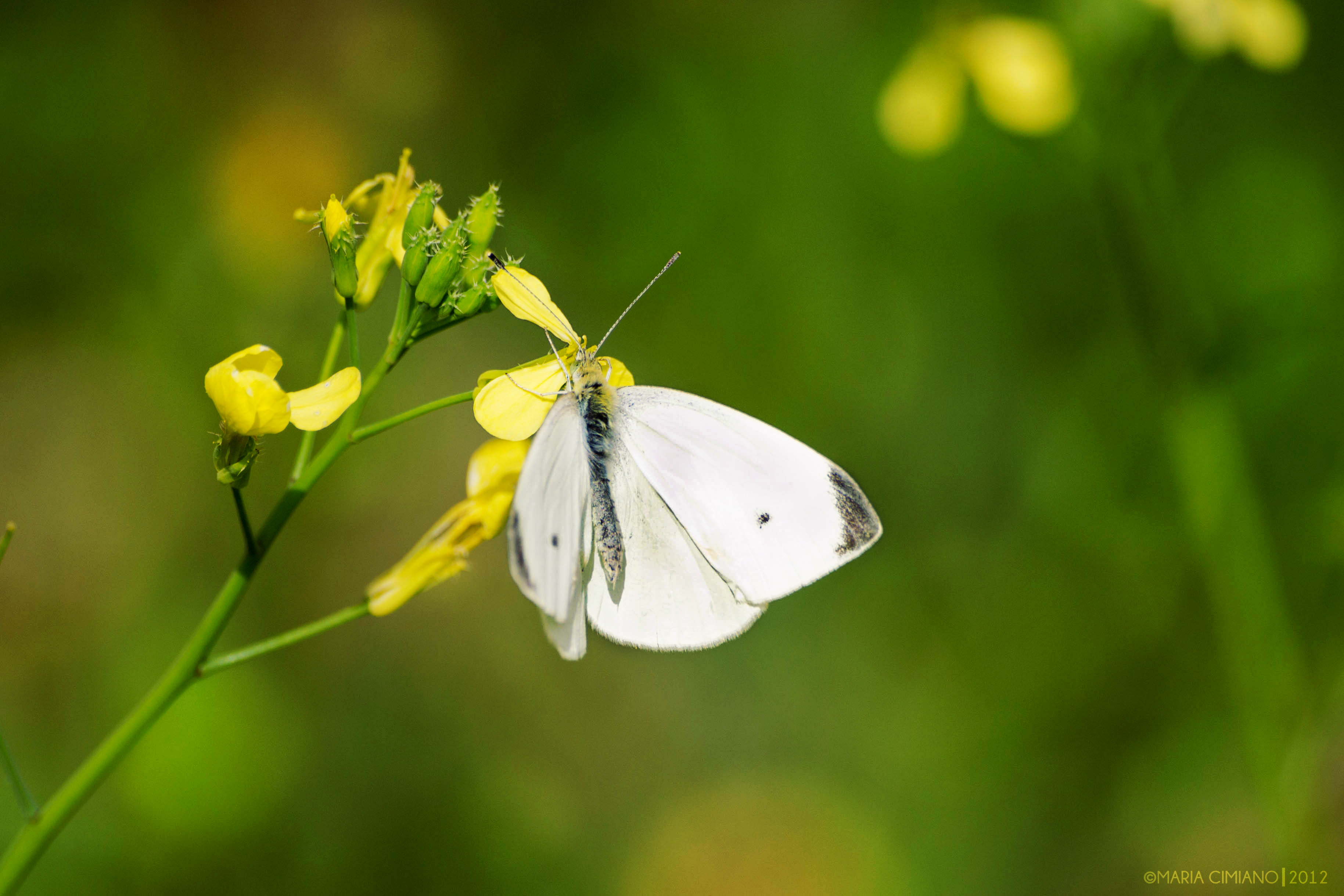 Expertos documentan la expansión de la mariposa blanquita de col