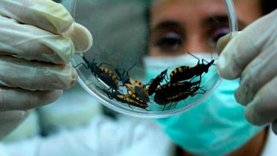 Enfermedad de Chagas, causa de muerte súbita o incapacidad: experta UNAM