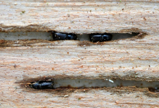 Un insecto causa estragos en bosques alemanes