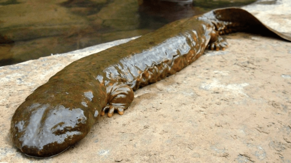 Identifican una nueva salamandra gigante como el anfibio más grande del mundo