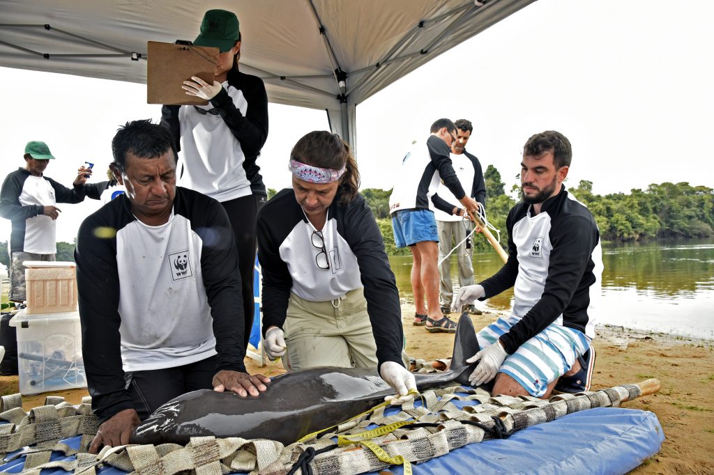 BRAZIL-AMAZON-DOLPHINS-MERCURY