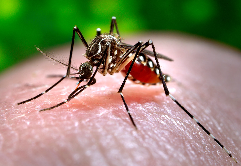 El estado de Jalisco se posiciona en primer lugar en casos de dengue, sin alerta epidemiológica