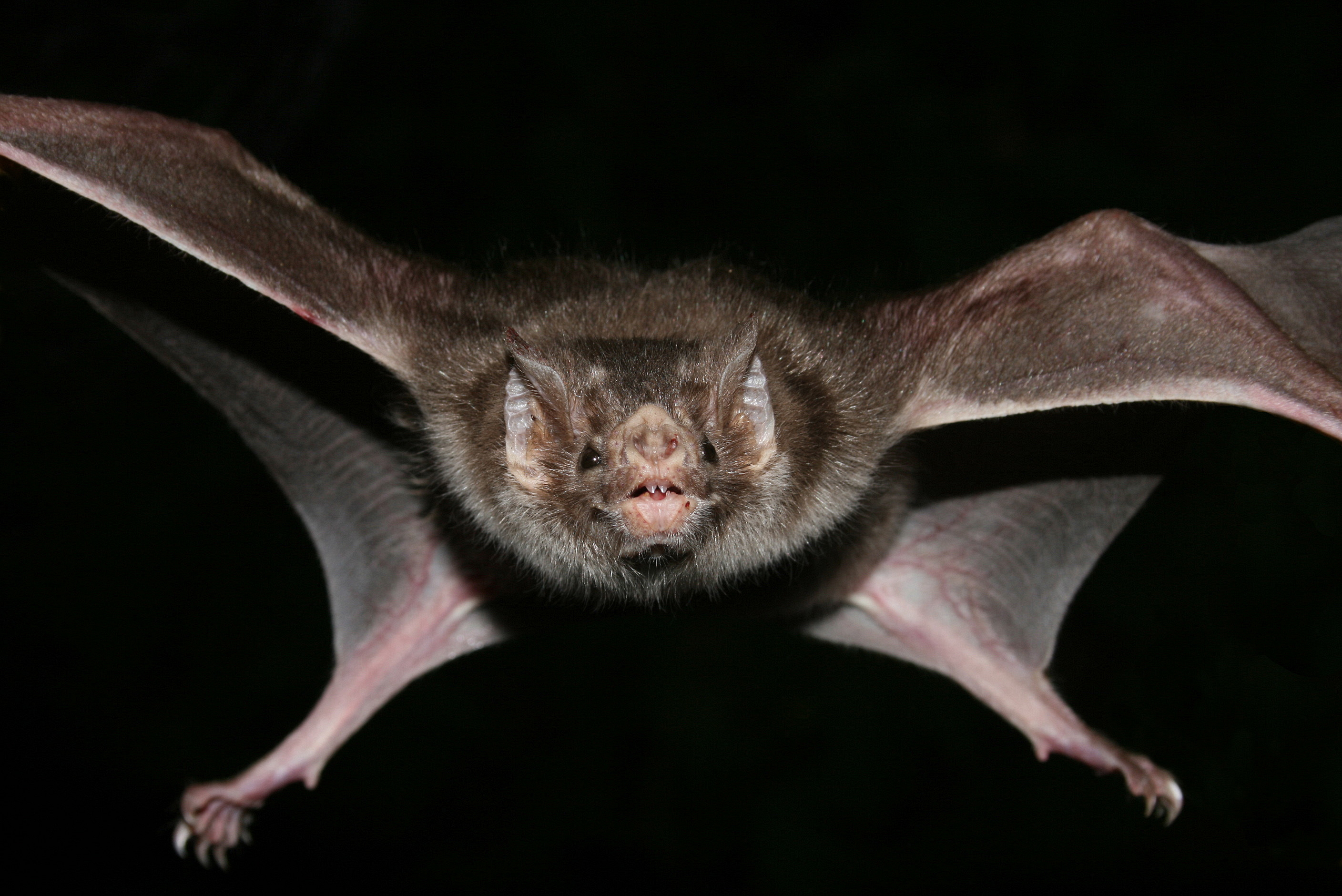 Los murciélagos vampiro saben mantener sus «amistades»