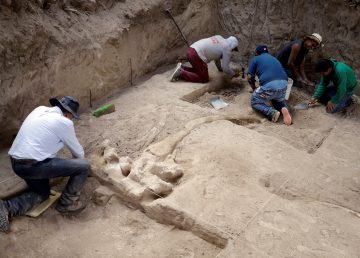 Hallan huesos y colmillos de un mastodonte en el estado mexicano de Puebla