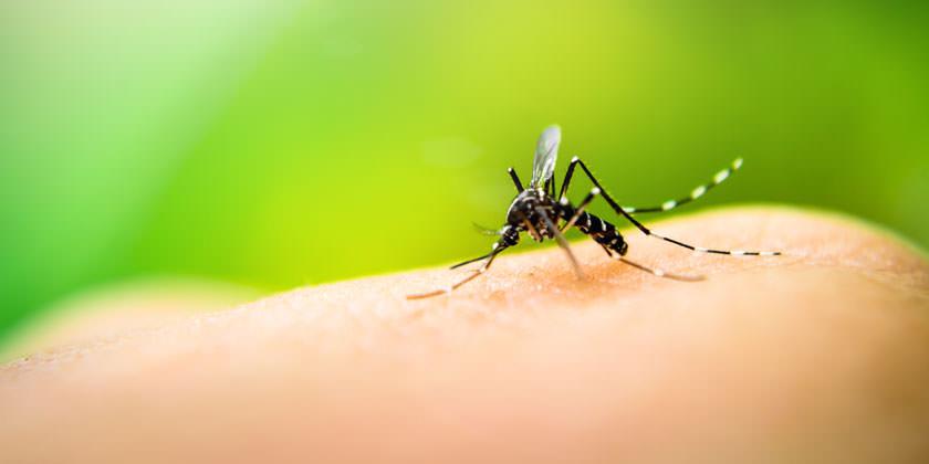 Cambio climático, uno de los factores principales del aumento de casos de dengue