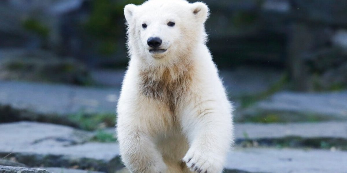 Osa polar cautiva a los visitantes del zoológico de Berlín