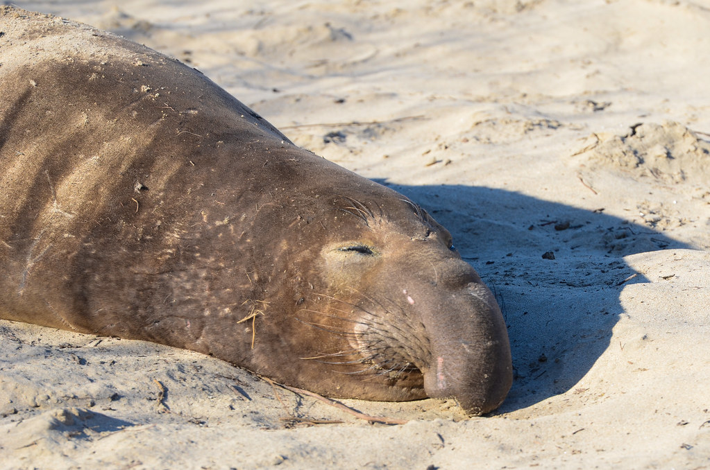 Liberan a elefante marino que estuvo 13 días varado en Ecuador