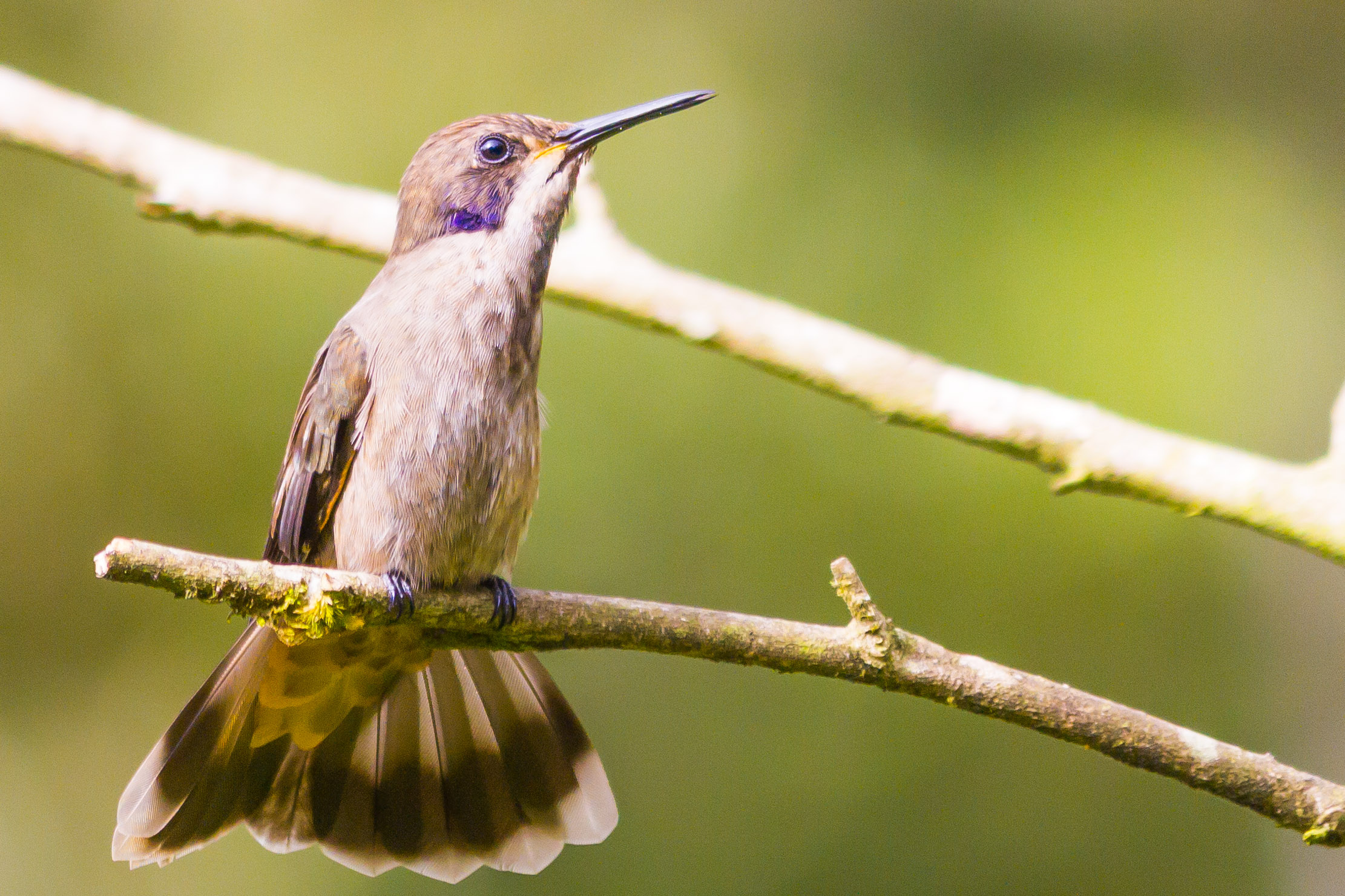 Observadores de aves se unen para crear enciclopedia 