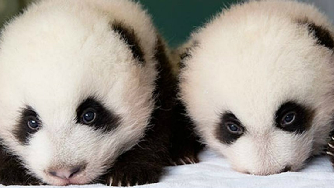 Osa panda dio a luz a gemelos en un zoológico en Berlín