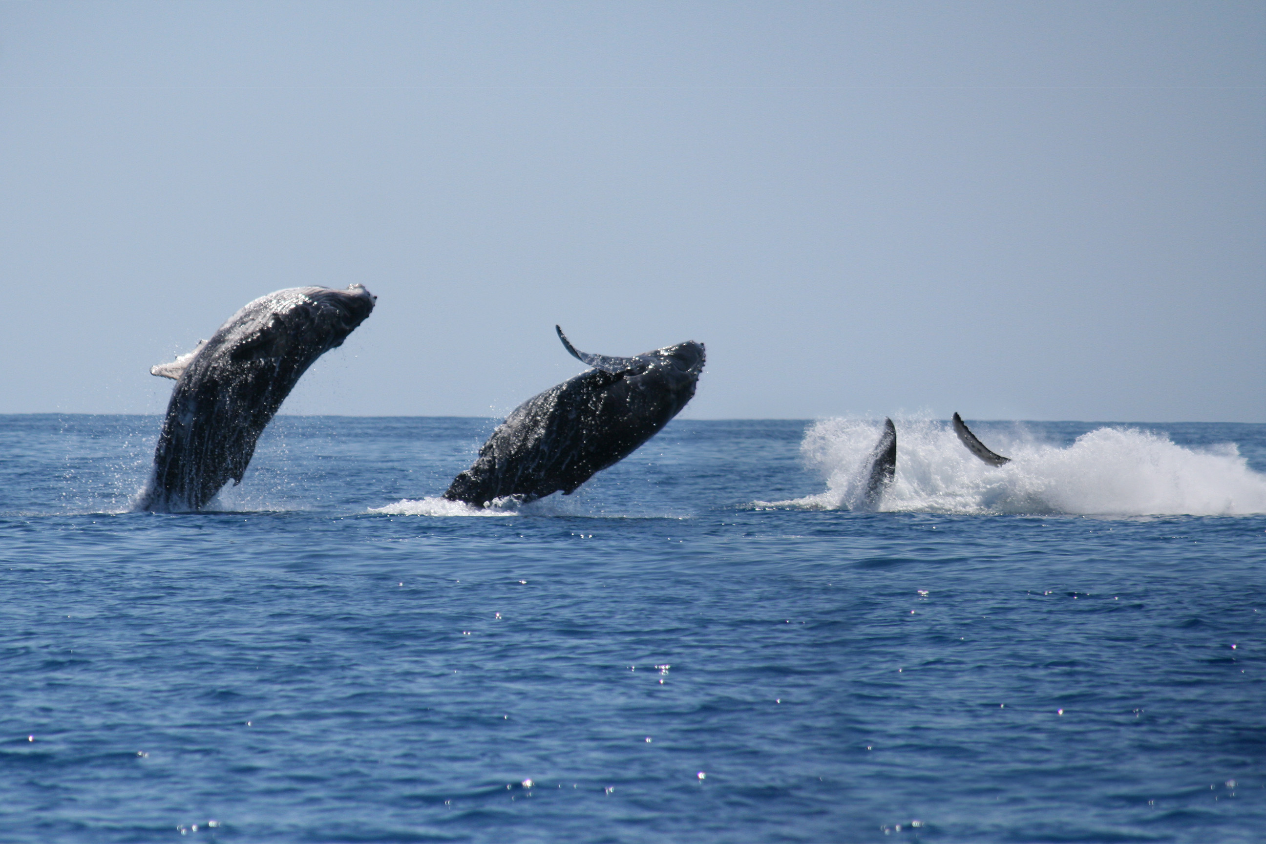 Ballenas adaptan su comunicación para proteger a sus crías