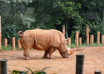 Ejemplar de rinoceronte negro espera cría en zoológico de Míchigan