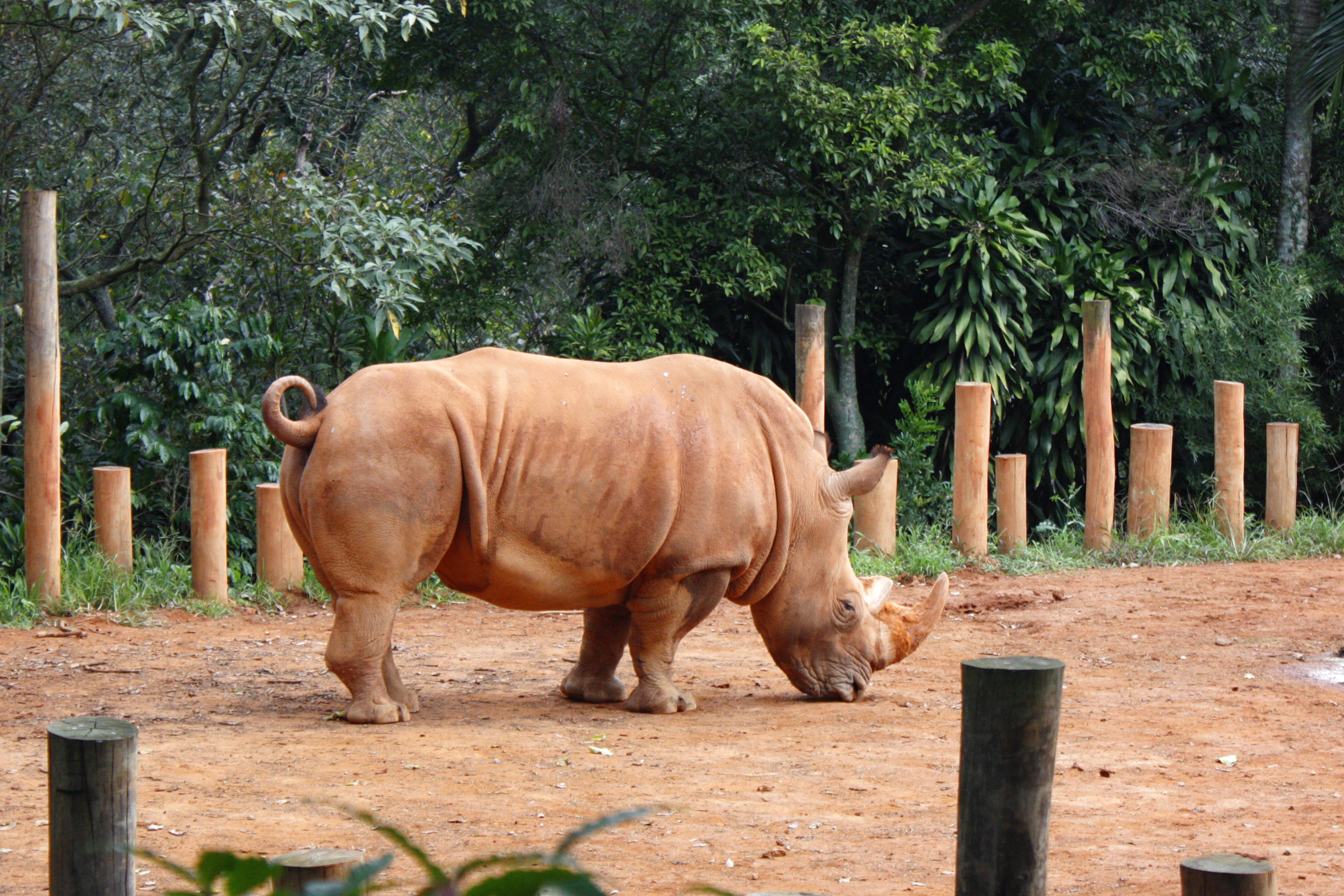 Ejemplar de rinoceronte negro espera cría en zoológico de Míchigan