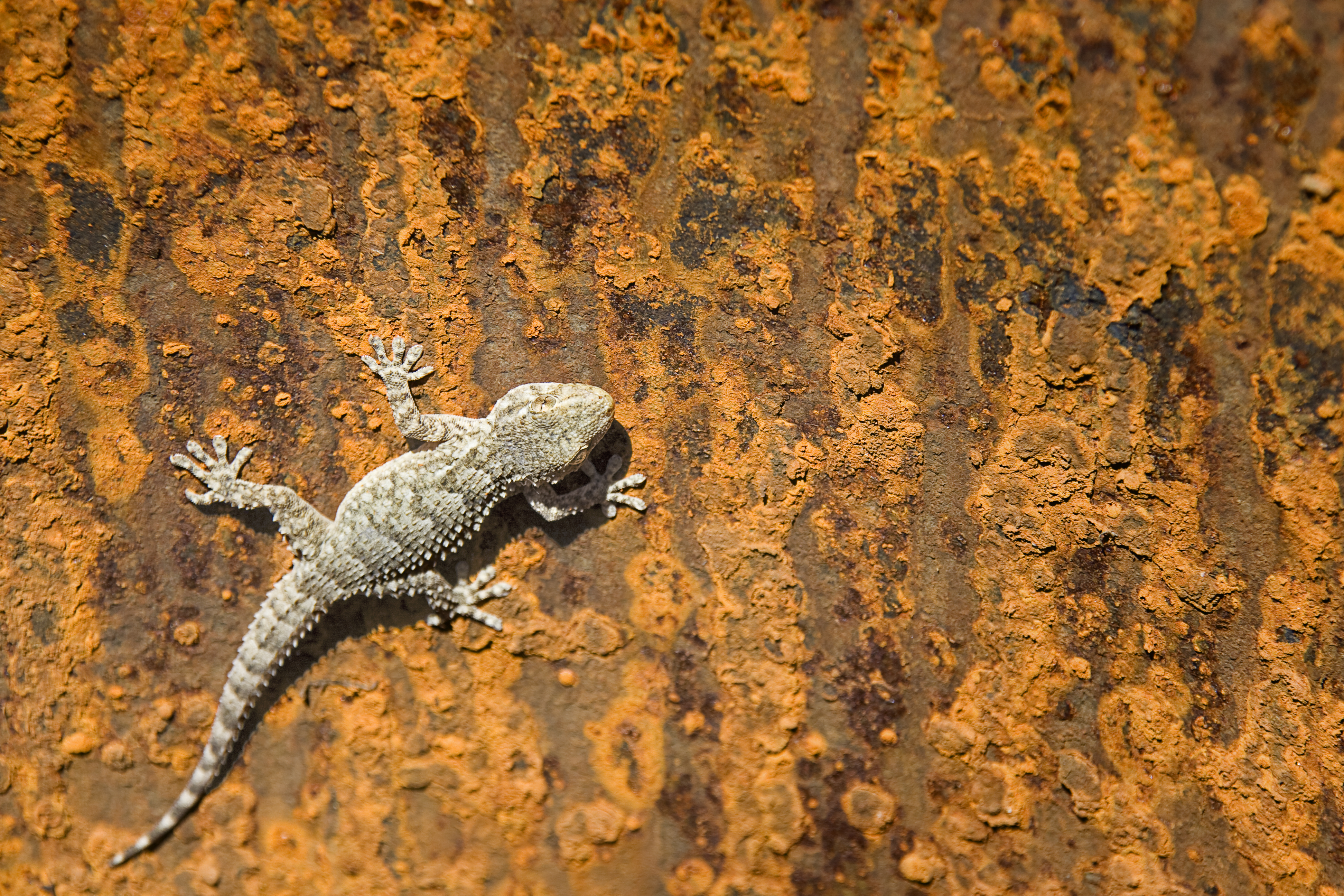 Identifican dos nuevas especies de salamanquesas en Galápagos, Ecuador