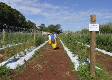 Científicos israelíes y australianos descubren forma de bloquear resistencia de insectos a pesticidas