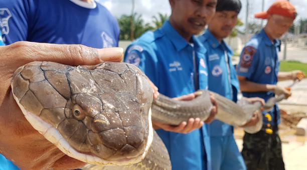 Cobra rey de cuatro metros capturada en una alcantarilla en Tailandia