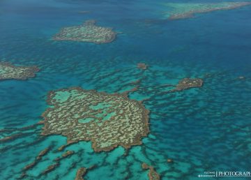 Inusual hallazgo de coral de fuego venenoso en Australia