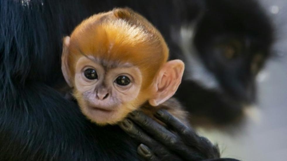 Un mono «increíblemente raro» nace en un zoo de Australia