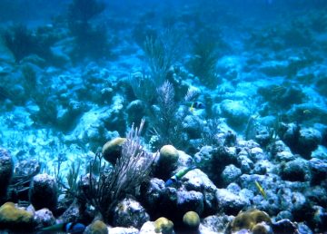 Azota “síndrome blanco” a los arrecifes del Mar Caribe