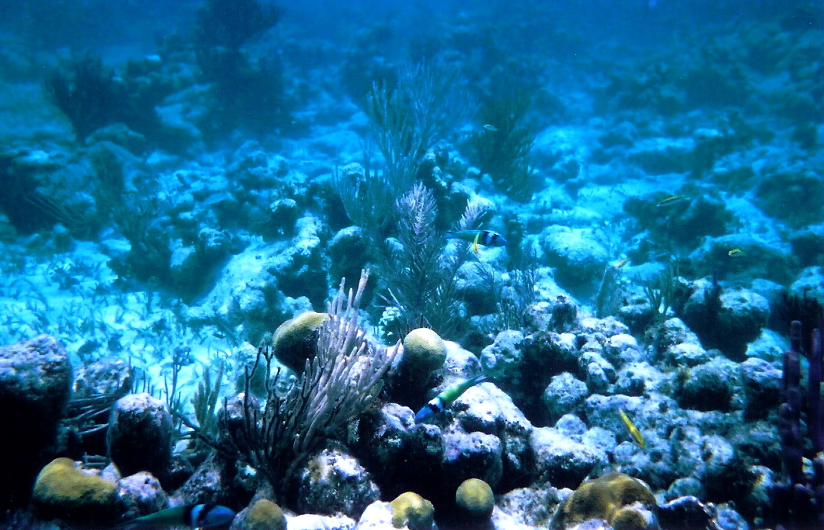 Azota “síndrome blanco” a los arrecifes del Mar Caribe