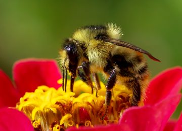 Son las abejas los animales más importantes del mundo