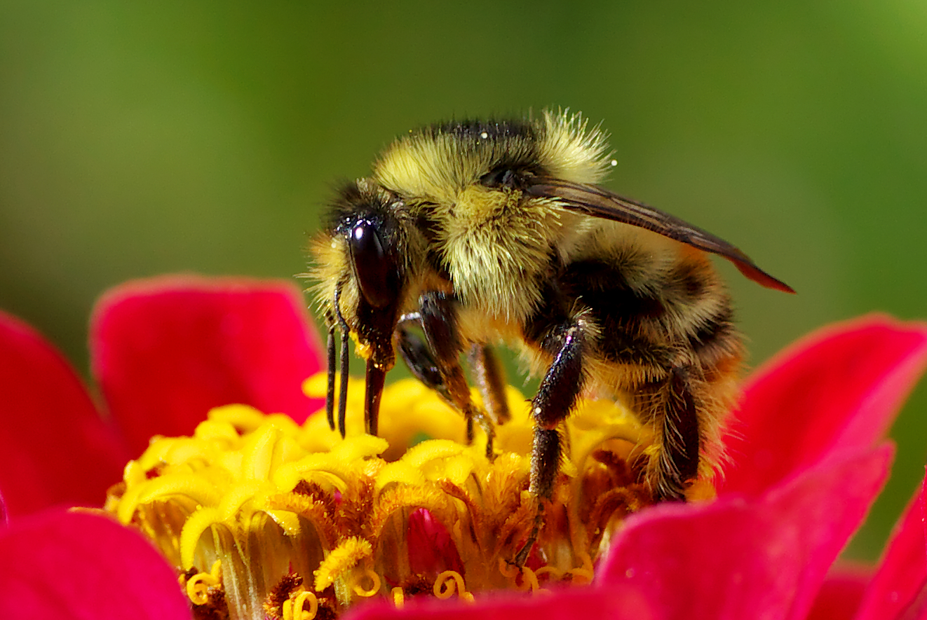 Son las abejas los animales más importantes del mundo