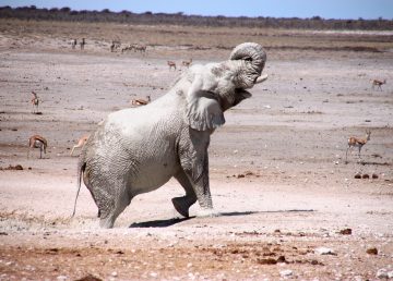 Un centenar de elefantes mueren víctimas de la sequía en Botsuana