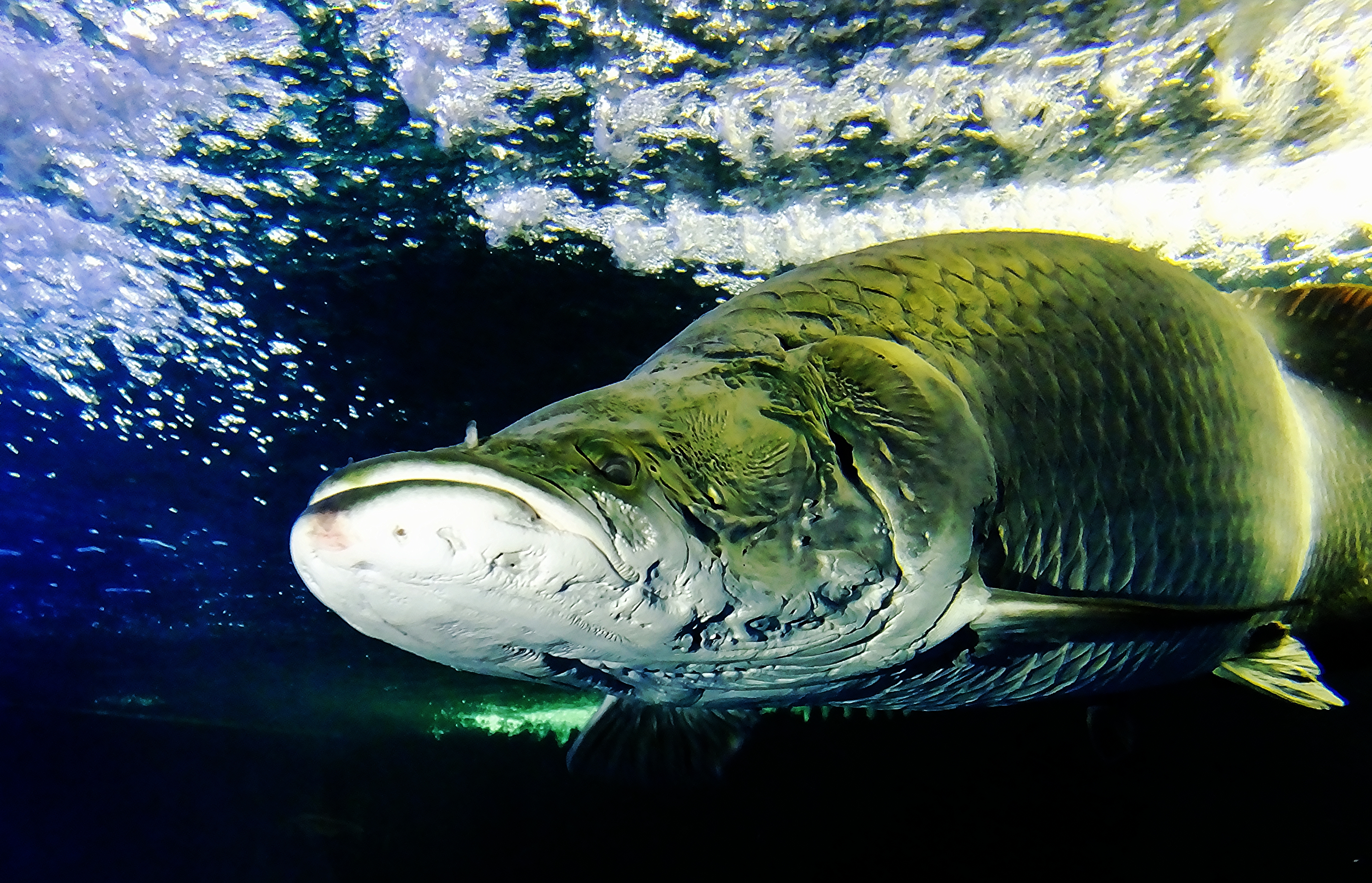 El pirarucú, el pez gigante de la Amazonía que seduce a chefs