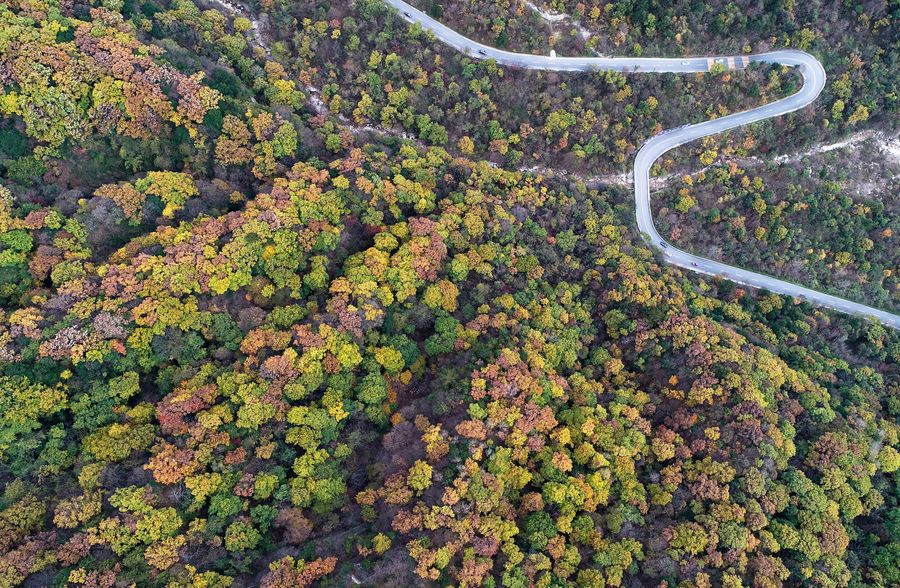 Científicos chinos revelan misterio de coexistencia de especies en bosques subtropicales