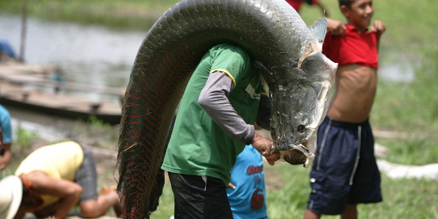 Pez de la Amazonía tiene escamas que resisten dentelladas de piraña