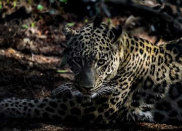 Nacen tres leopardos de Persia en el zoológico de Lisboa