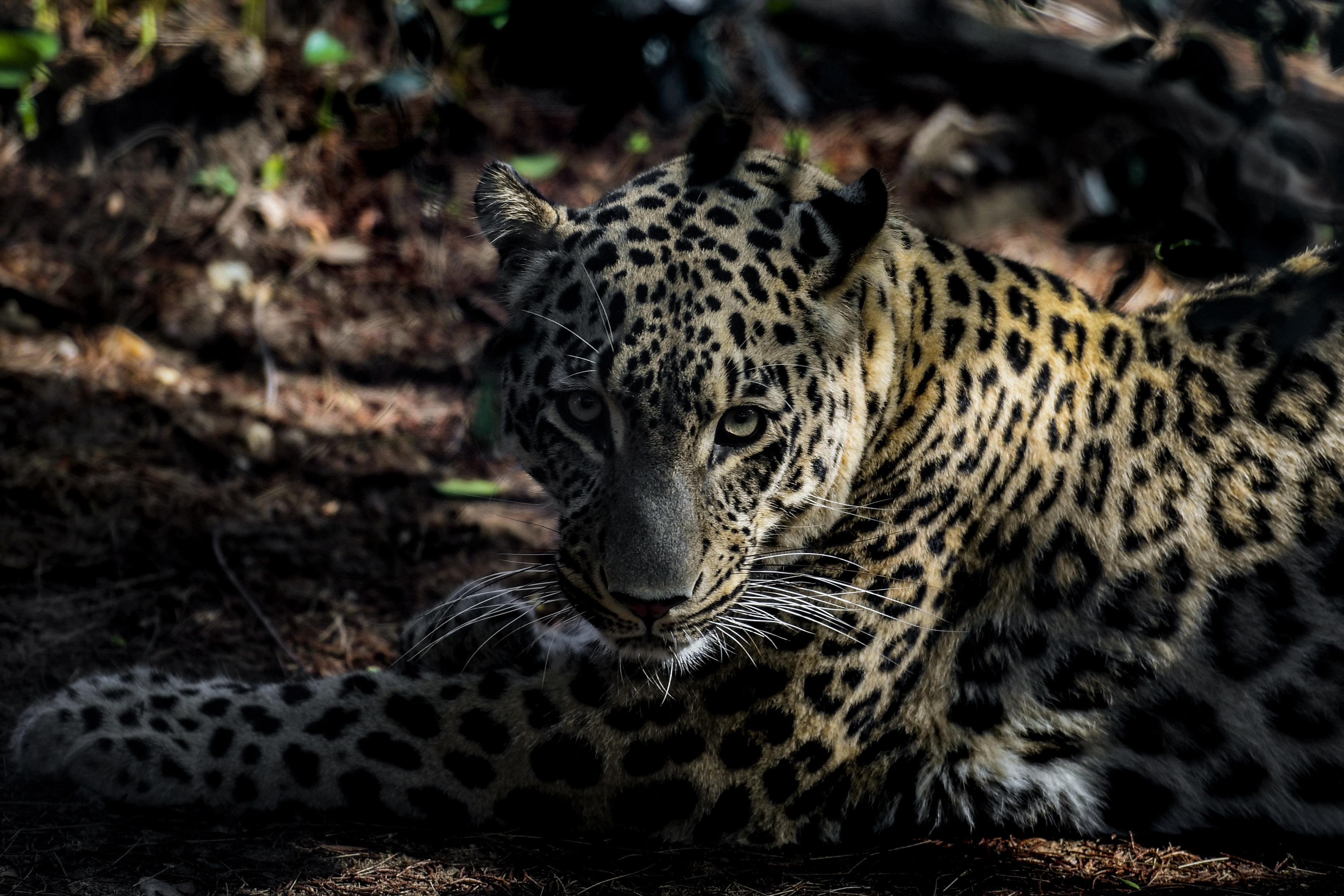 Nacen tres leopardos de Persia en el zoológico de Lisboa