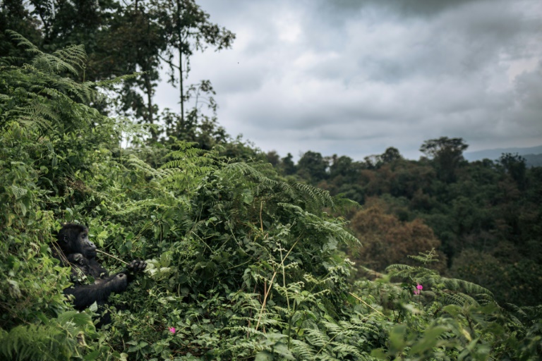 Un tercio de la flora tropical de África está potencialmente amenazada de extinción