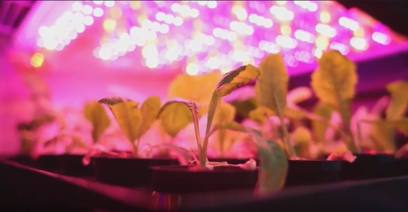 Científicos checos preparan una granja vegetal apta para Marte