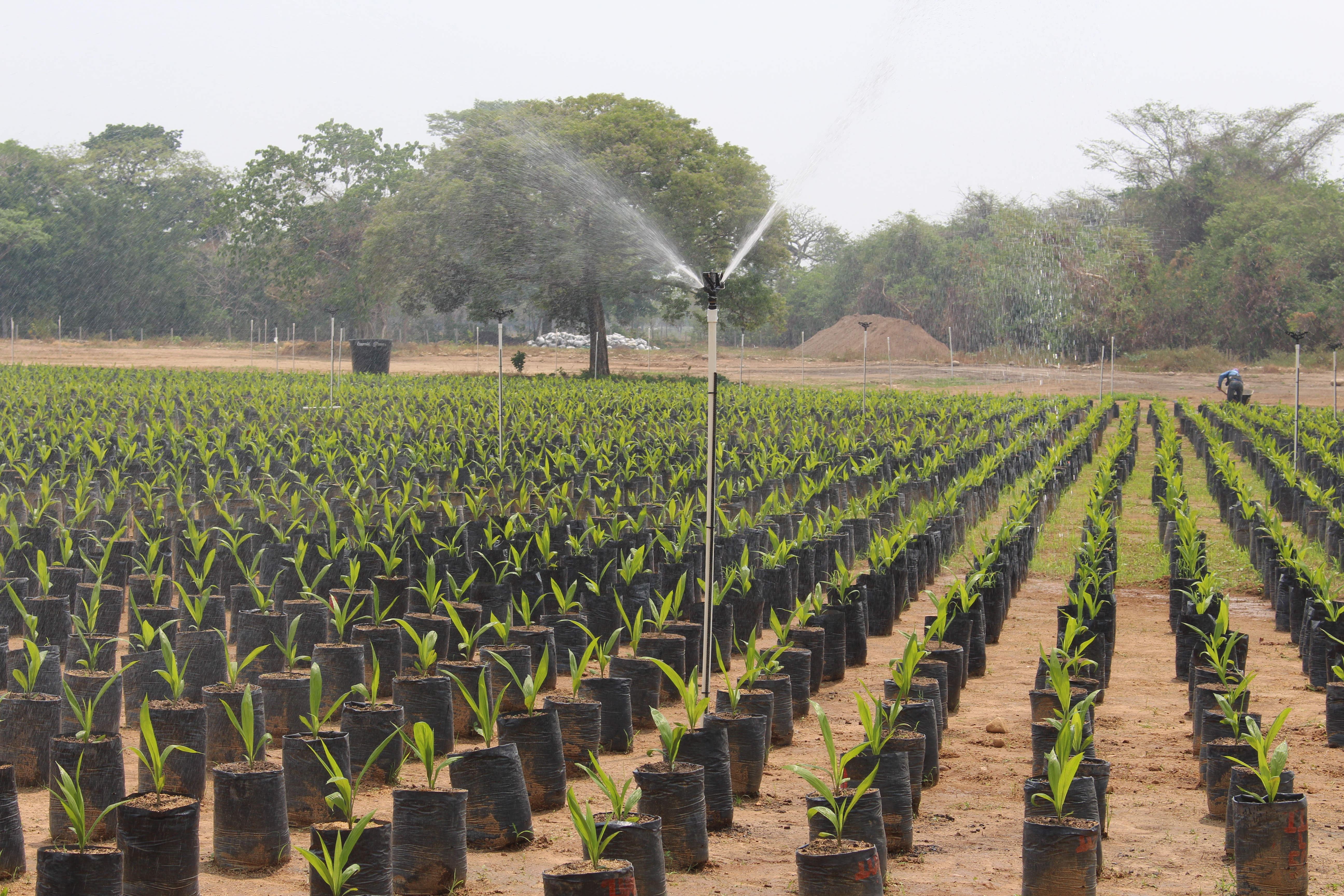 Cátedra Bayer analiza cómo afrontar los desafíos del sistema alimentario