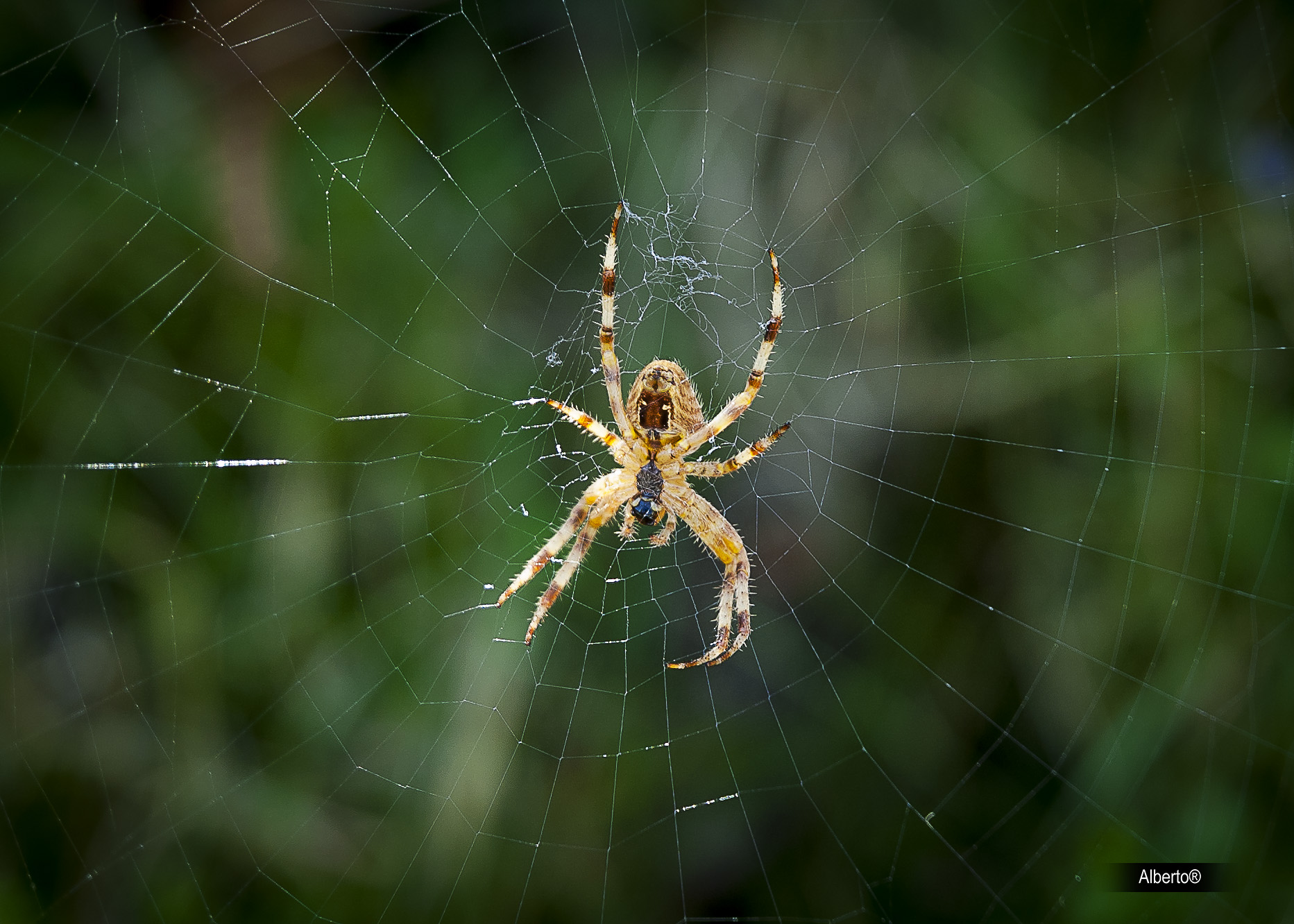 Científicos chinos desarrollan seda artificial de araña