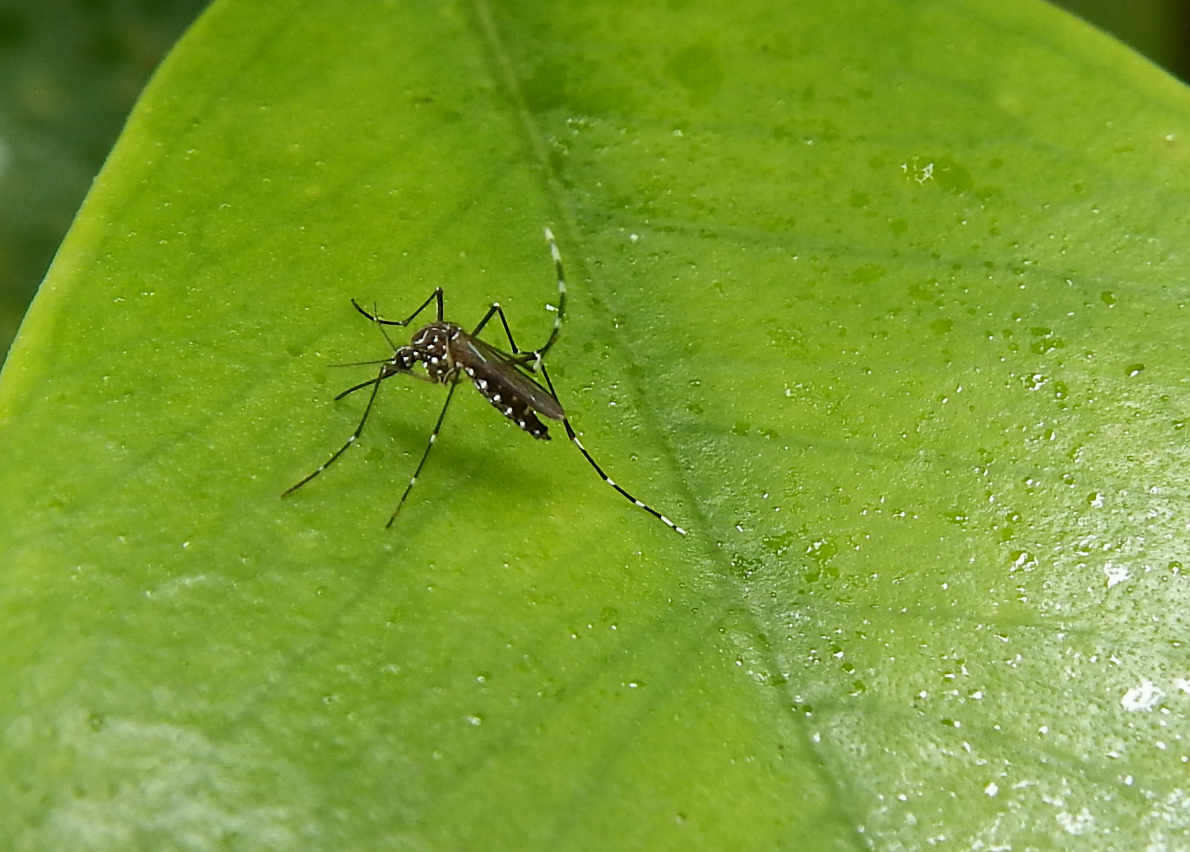 Crean una nueva estructura de ADN para detectar el dengue