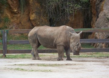 En “peligro crítico” tres especies de rinoceronte