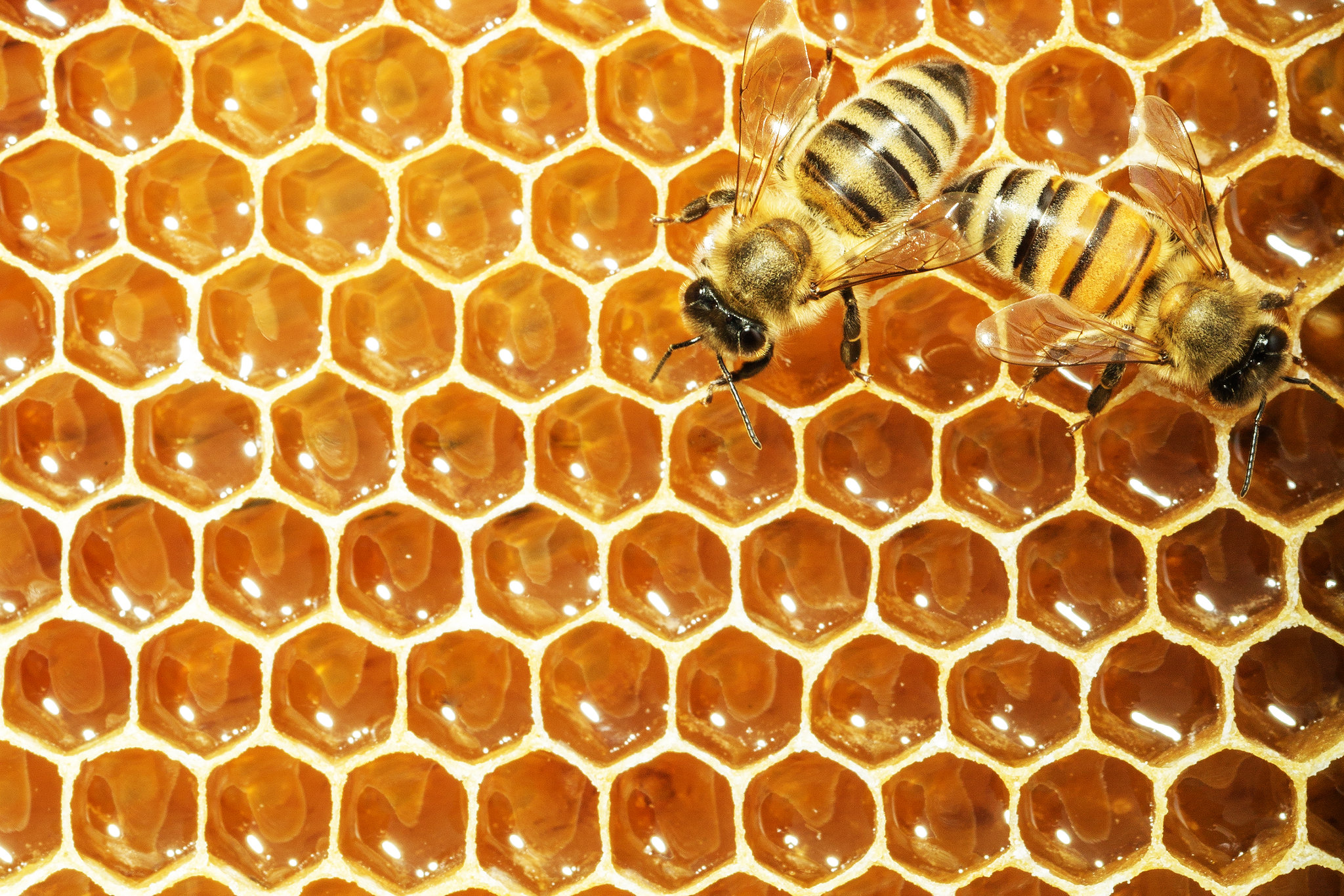 Estudiantes israelíes producen miel sin abejas