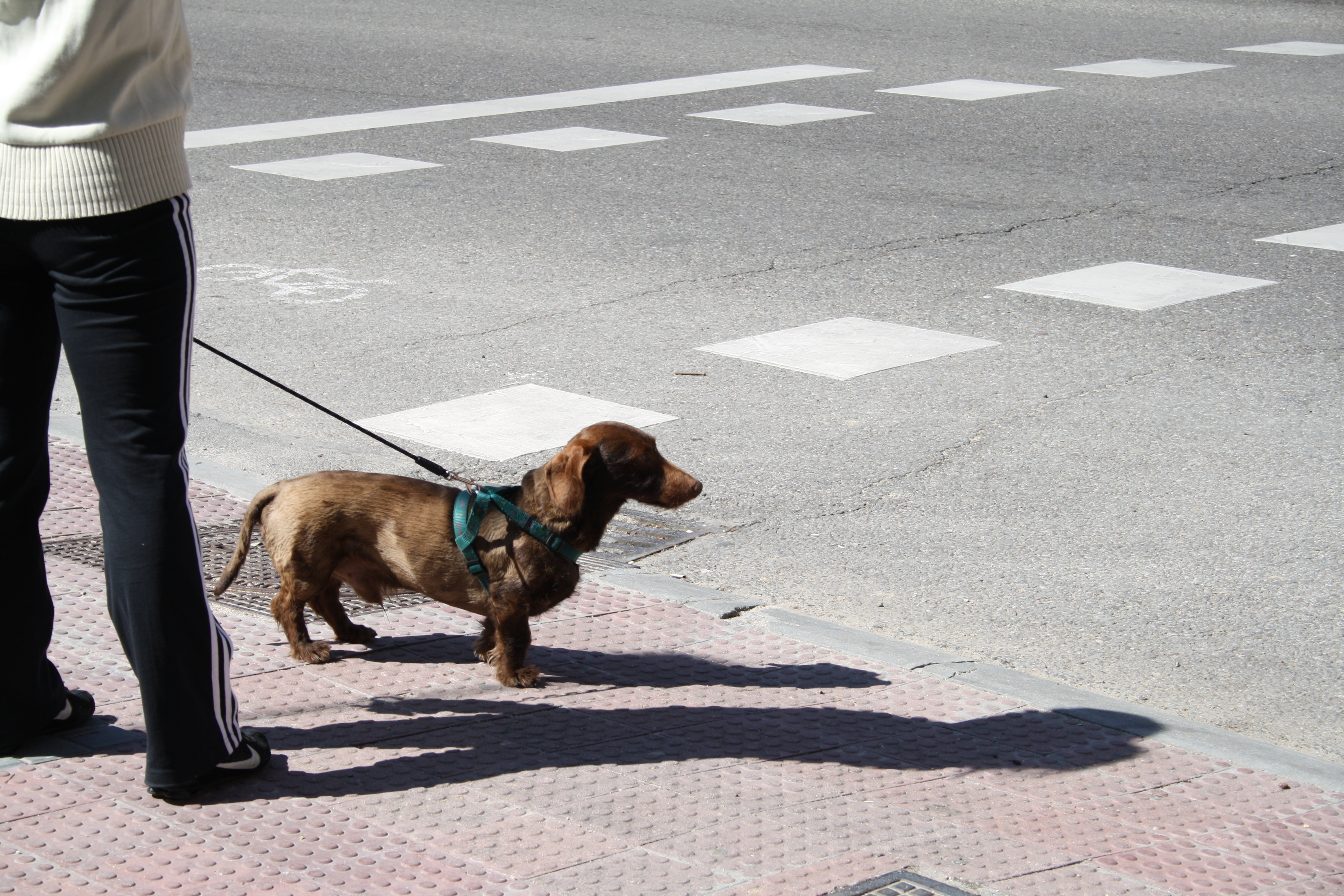 Animales de compañía ayudarían a enfrentar mejor los trastornos mentales