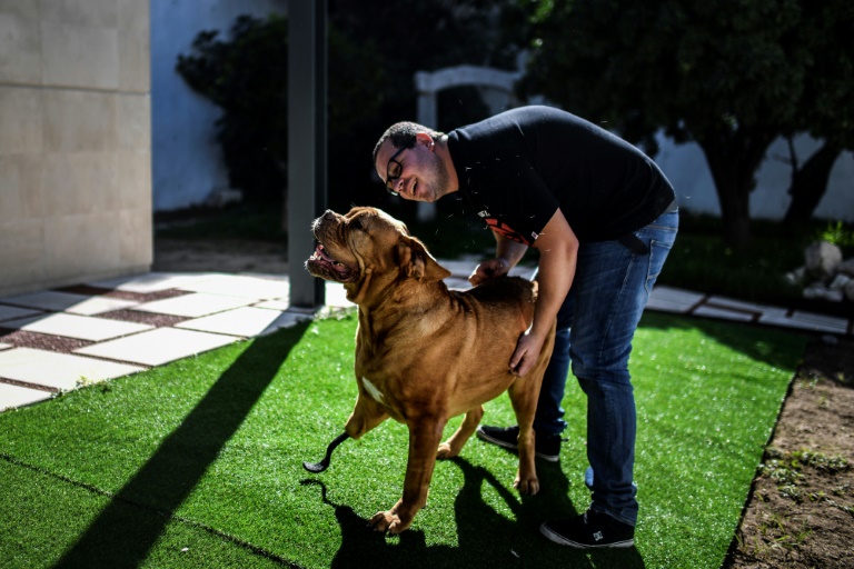 Ronda, un impresionante Dogo de Burdeos, salvado por una prótesis en fibra de carbono