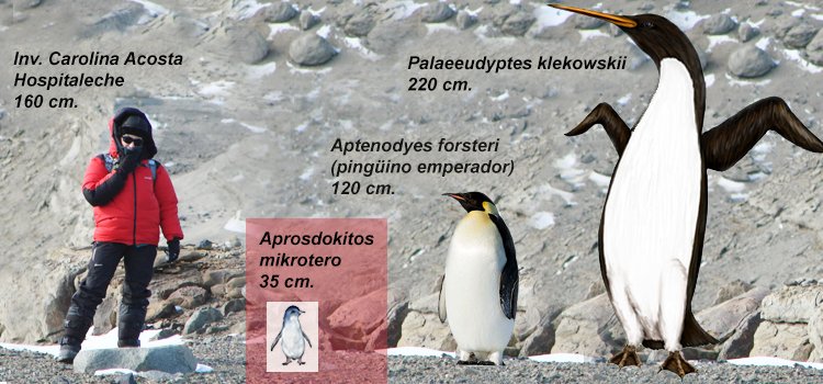 Científicos argentinos hallan en Antártida fósiles de un pingüino gigante