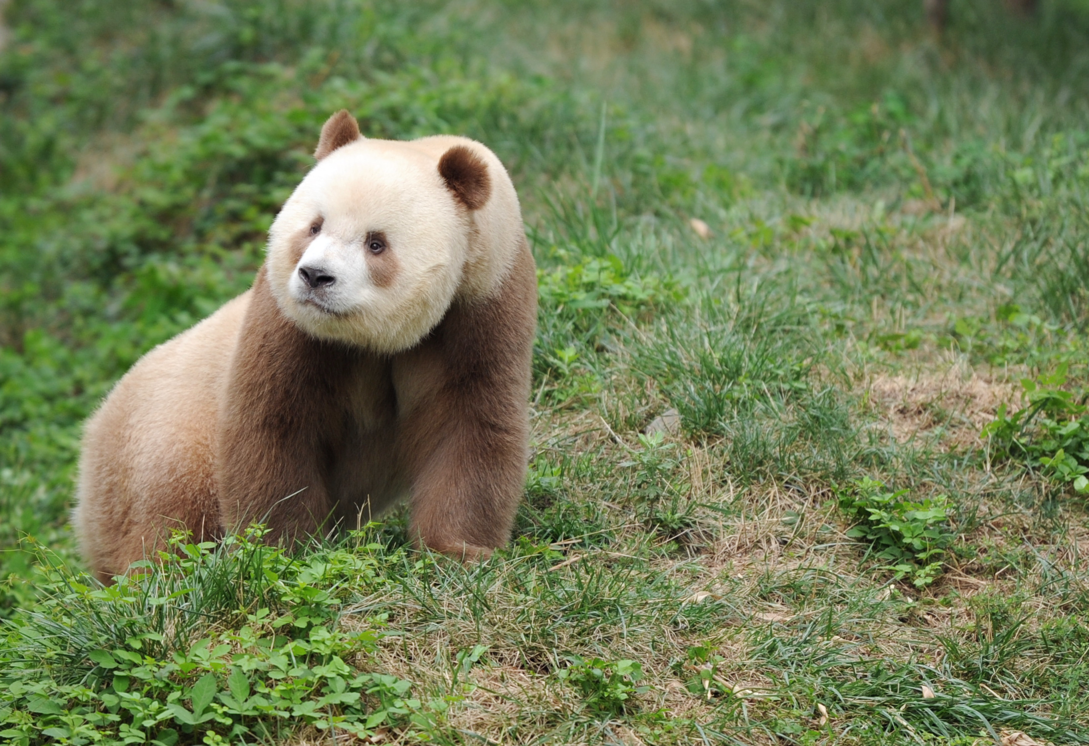 Adoptado el único panda gigante marrón en cautiverio del mundo