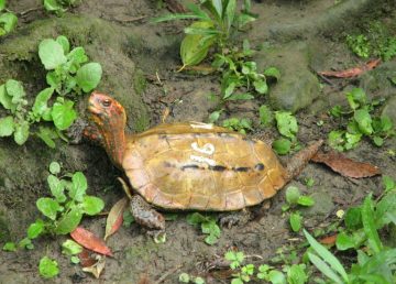 Decenas de tortugas de una especie en peligro de extinción desaparecen de un zoológico en Japón